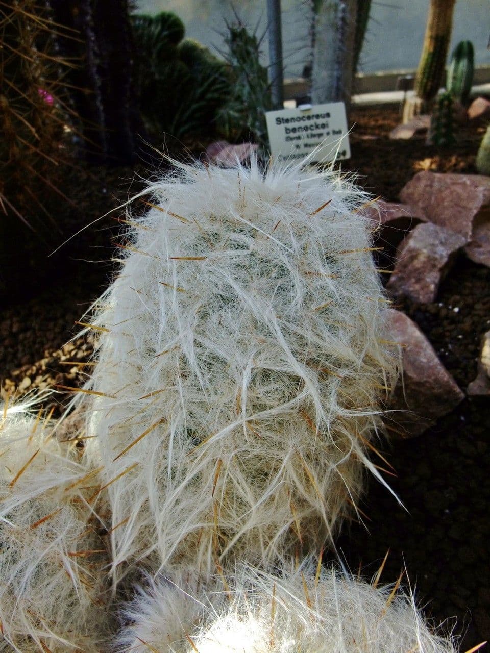 Oreocereus 14