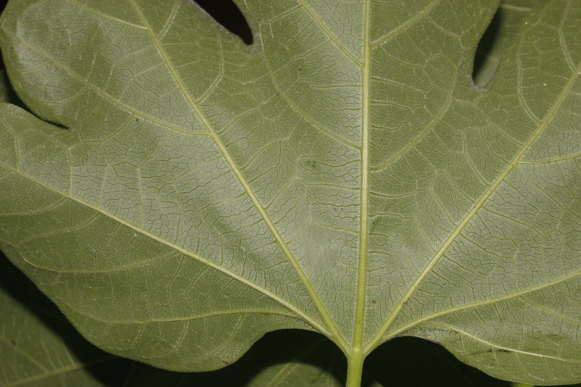 Gyrocarpus 14