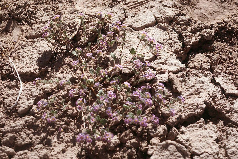 Phacelia 5