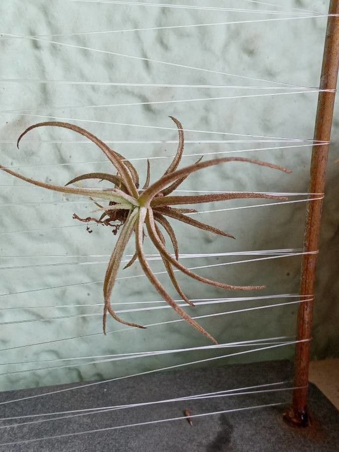 Tillandsia 5