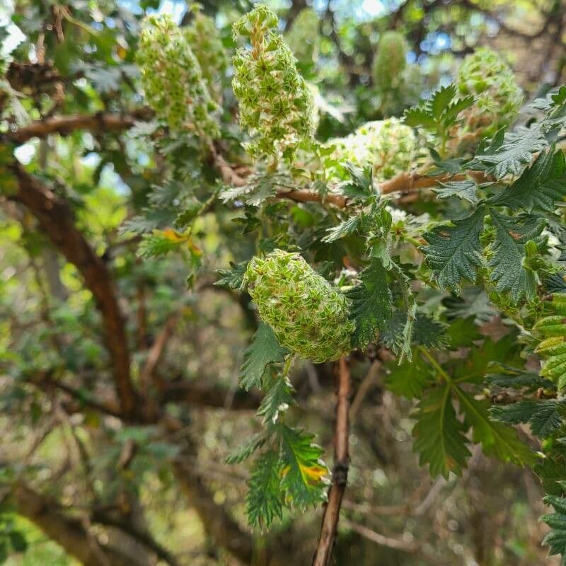 Leucosidea