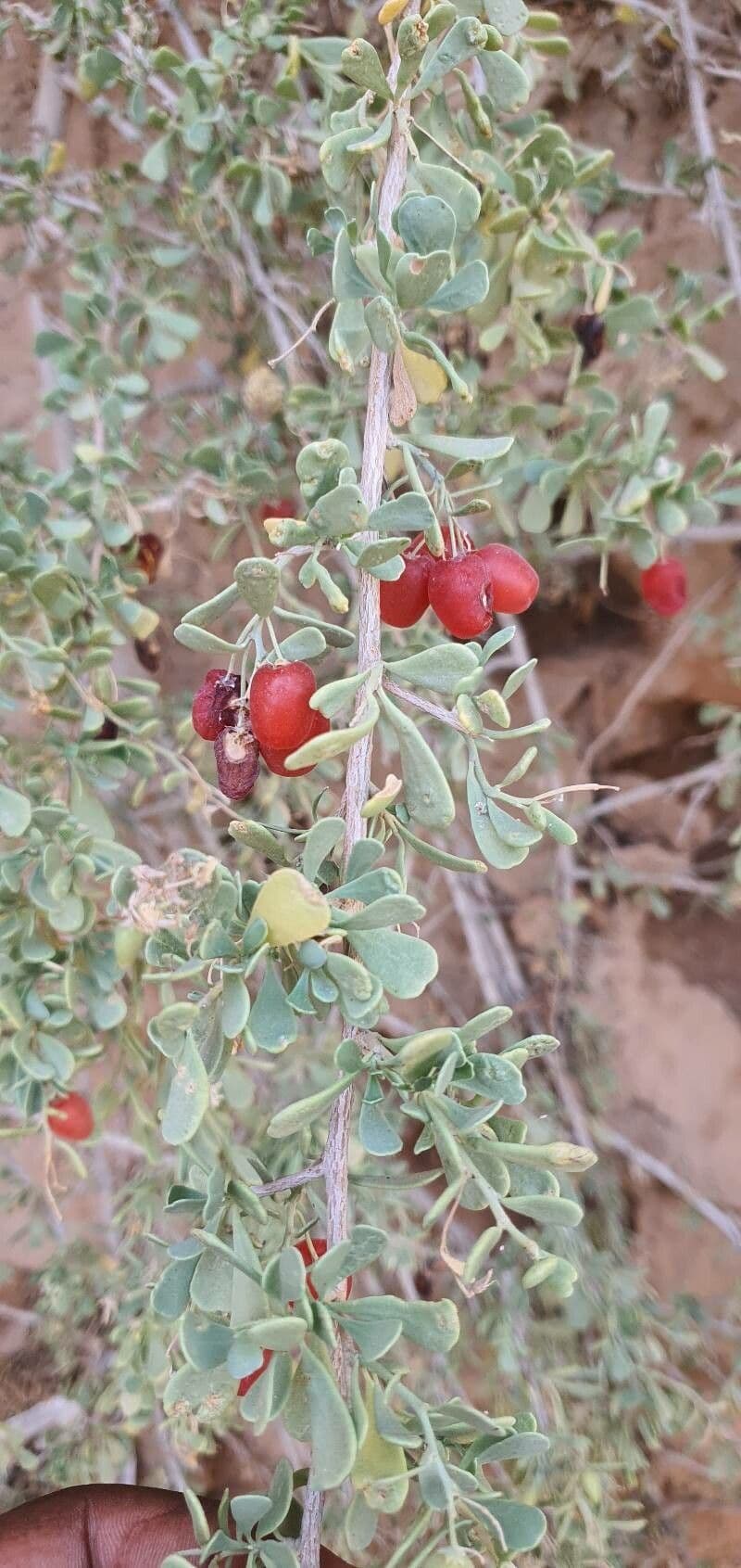 Licium pallido