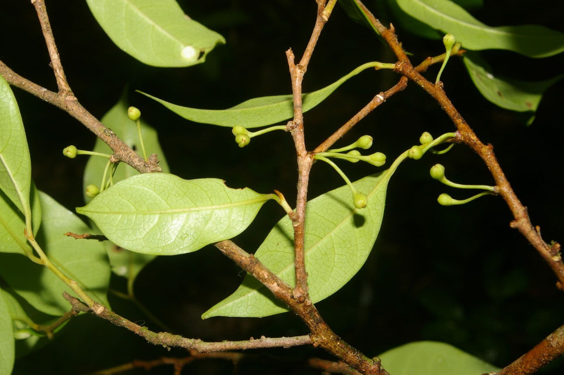 Sarcaulus 5
