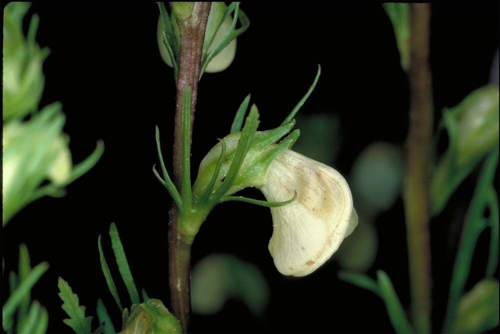 Pedicularia 2