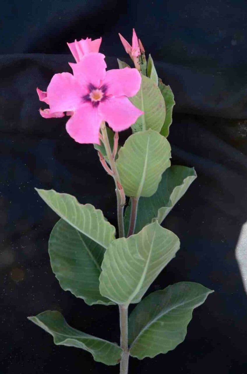 Mandevilla illustre