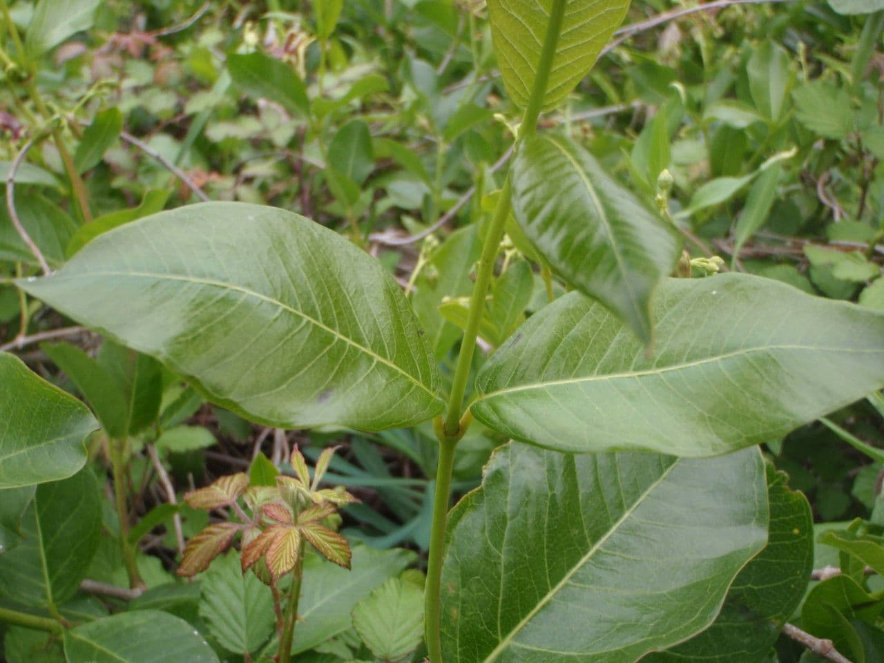 Periploca greca 13