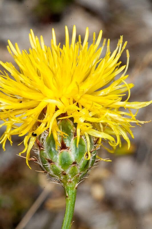 Felsen-Kornblume