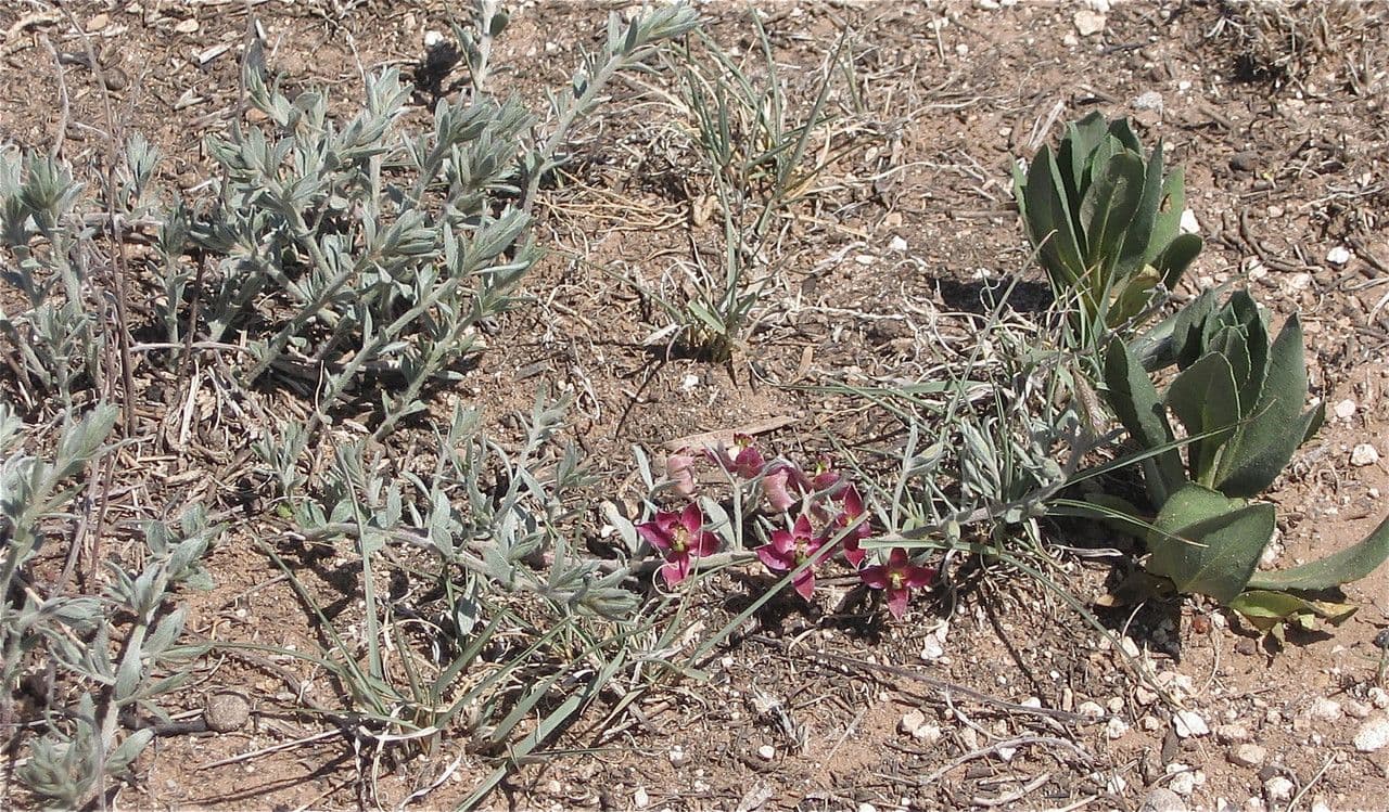 Krameria lanceolata 7