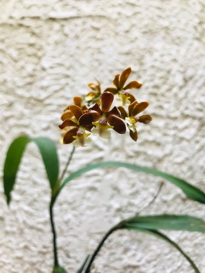 Prosthechea varicosa 6