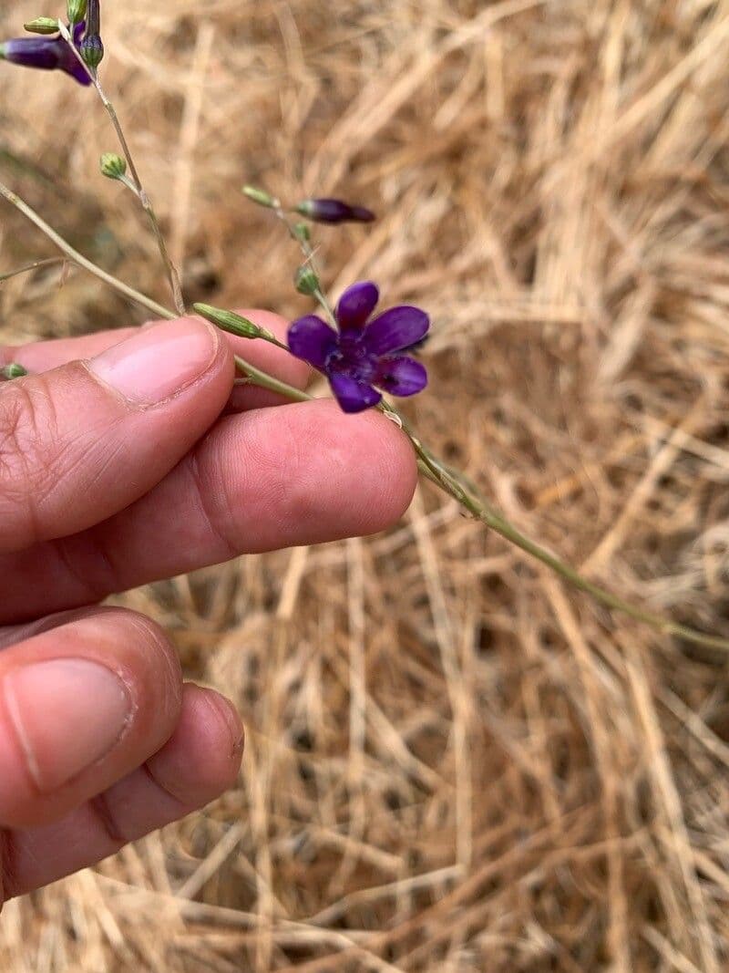 Leucocoryne