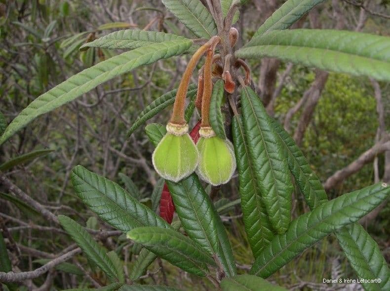 Dubouzetia 3