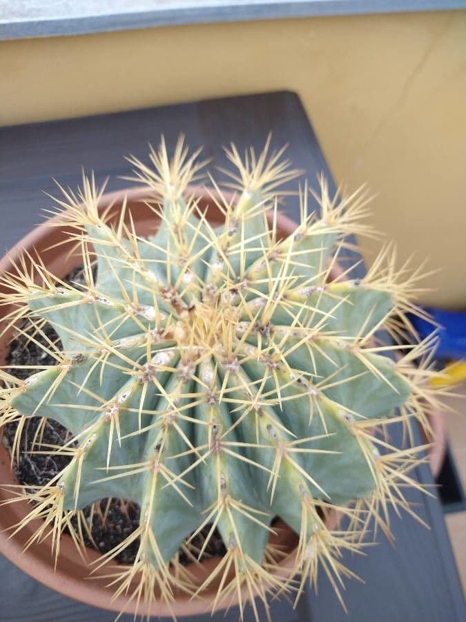 Cactus a botte 4