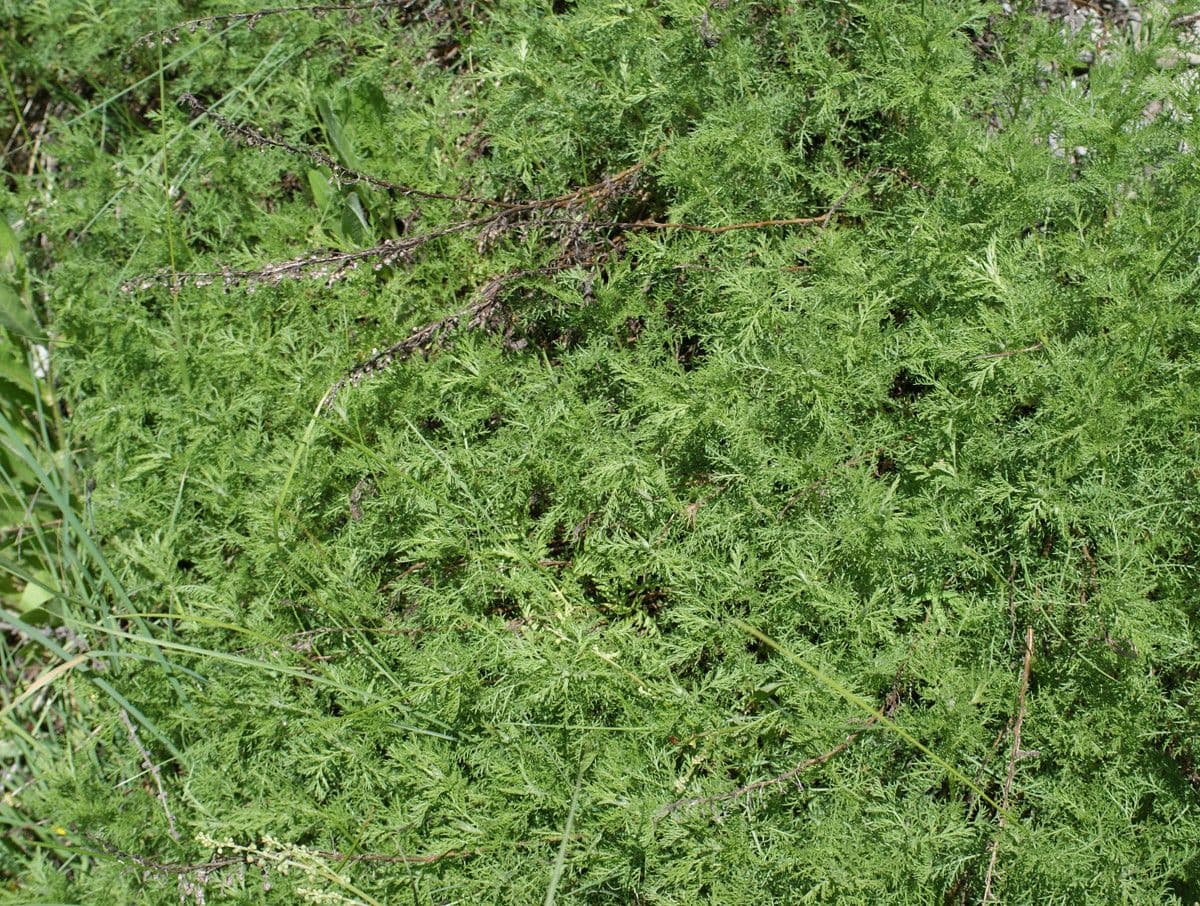 Weiße Artemisia 14