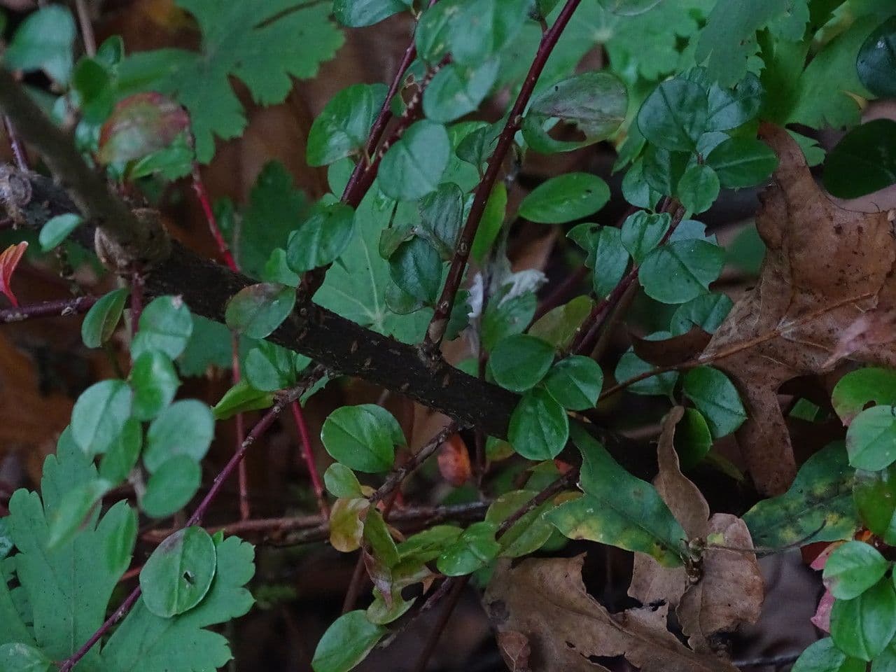 Cotoneaster 14