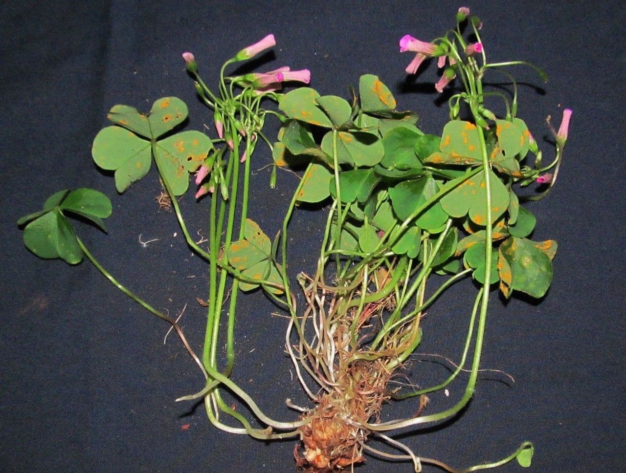 Acetosa debilis 20