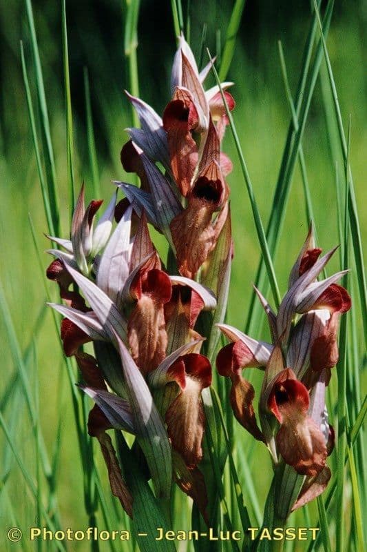 Serapias neglecta 3