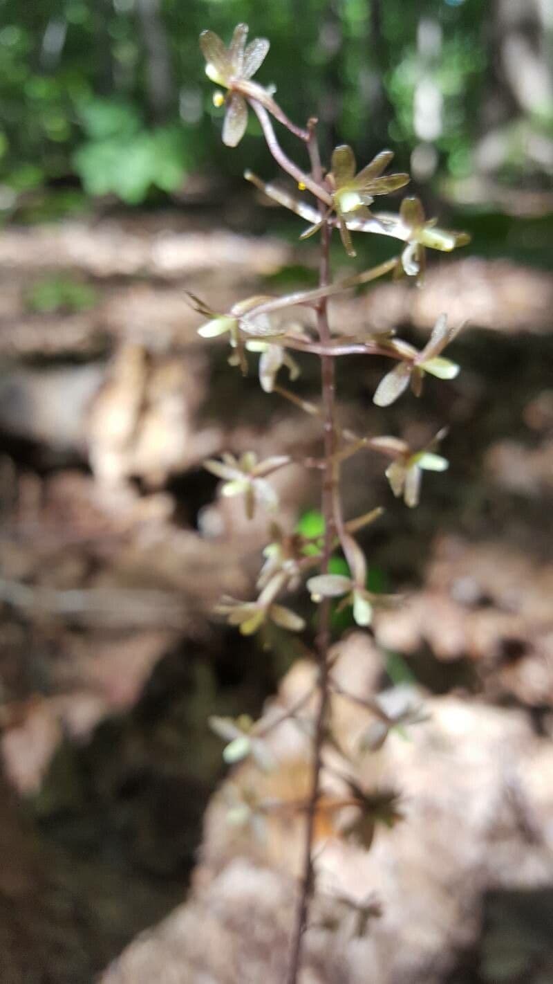 Tipularia discolor 3