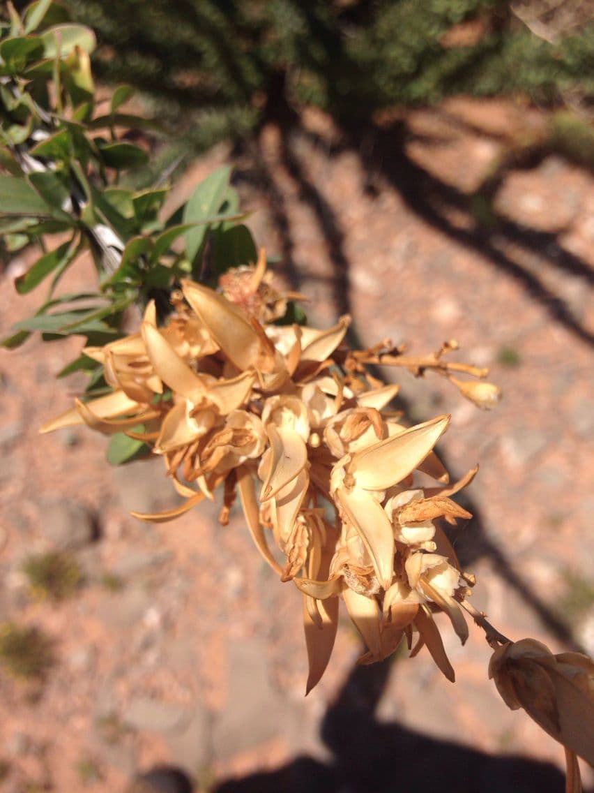 Ocotillo 4