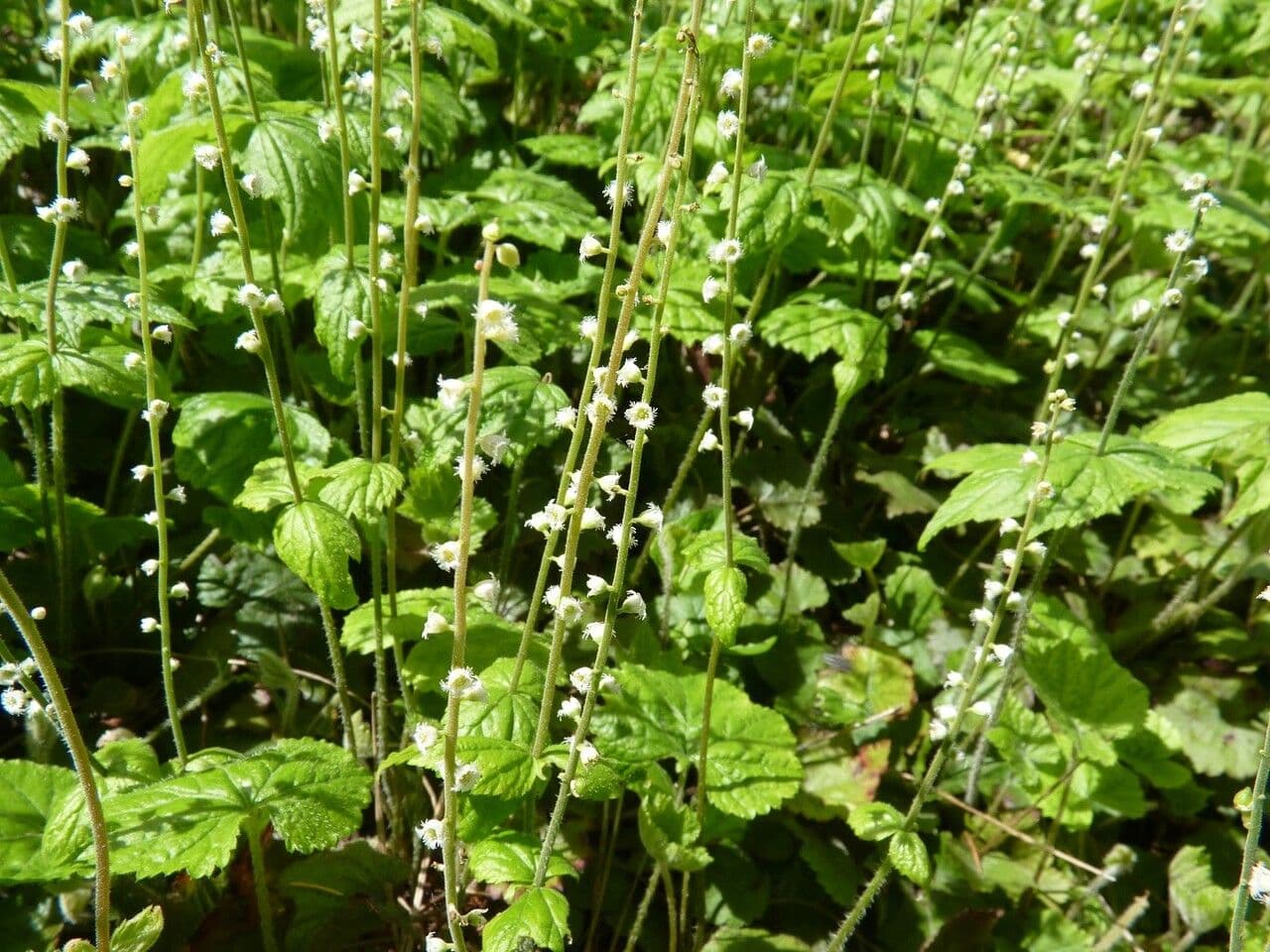 Mitella diphylla 23