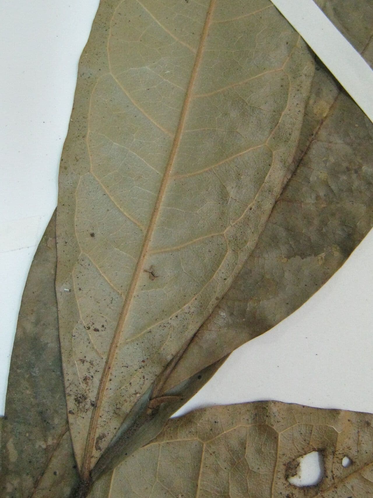 Duguetia