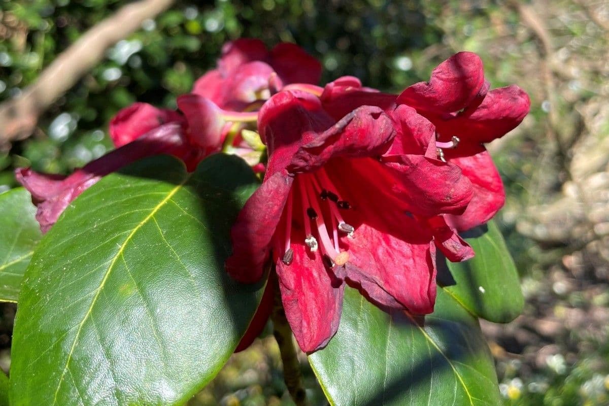 Rododendro 8