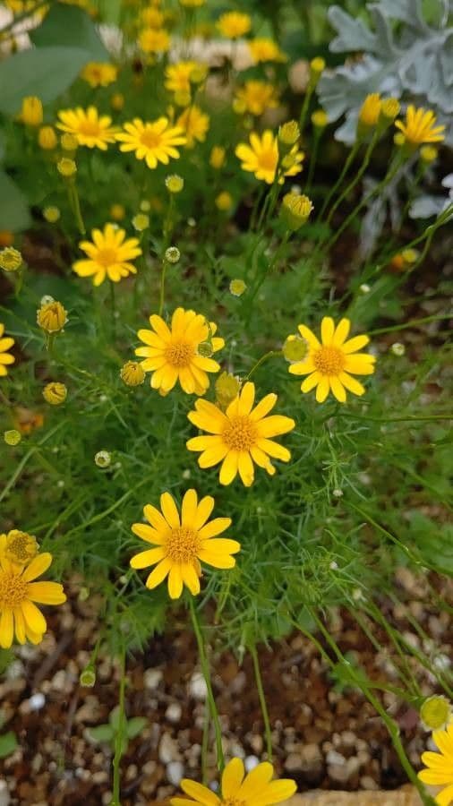 Thymophylla 5