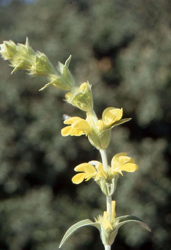 Mechera 30