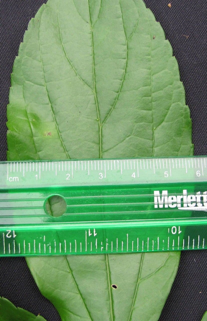 Celtis iguanaea 22
