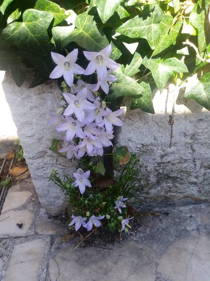 Campanula 4