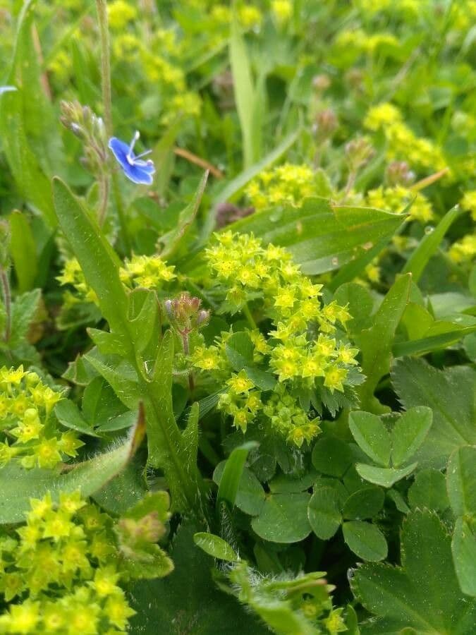 Ventaglina grigio-verde 2