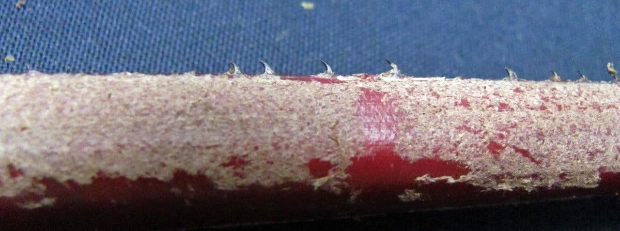 Überlappende Pitcairnia 11