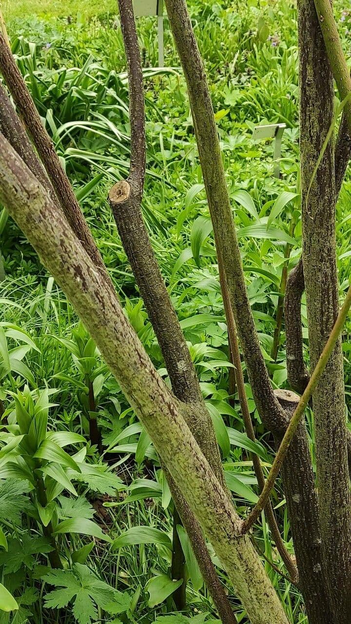 Stachyurus 14