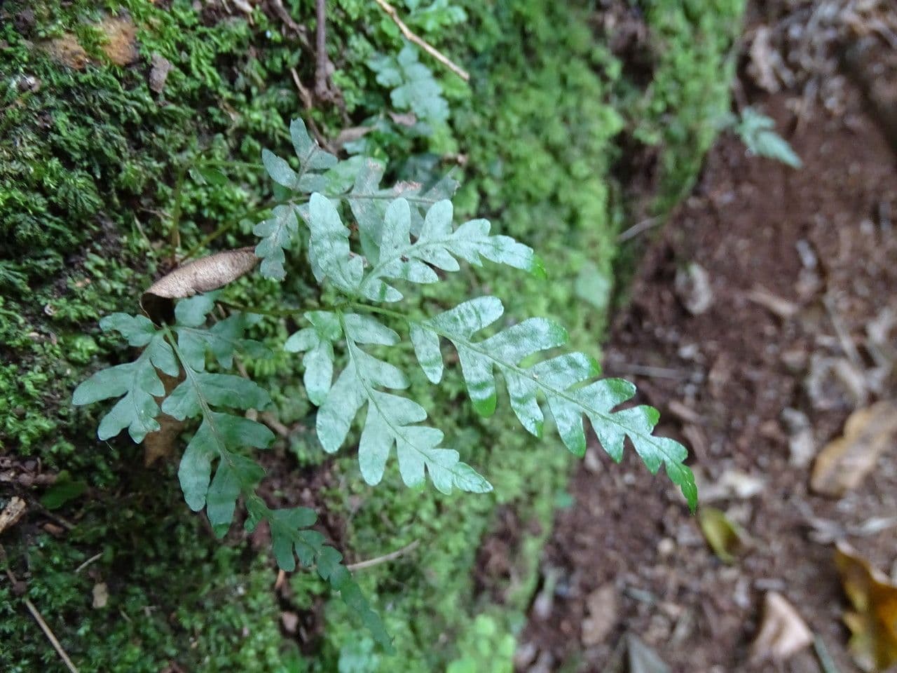 Pteris