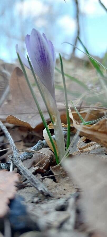 Crocus 8