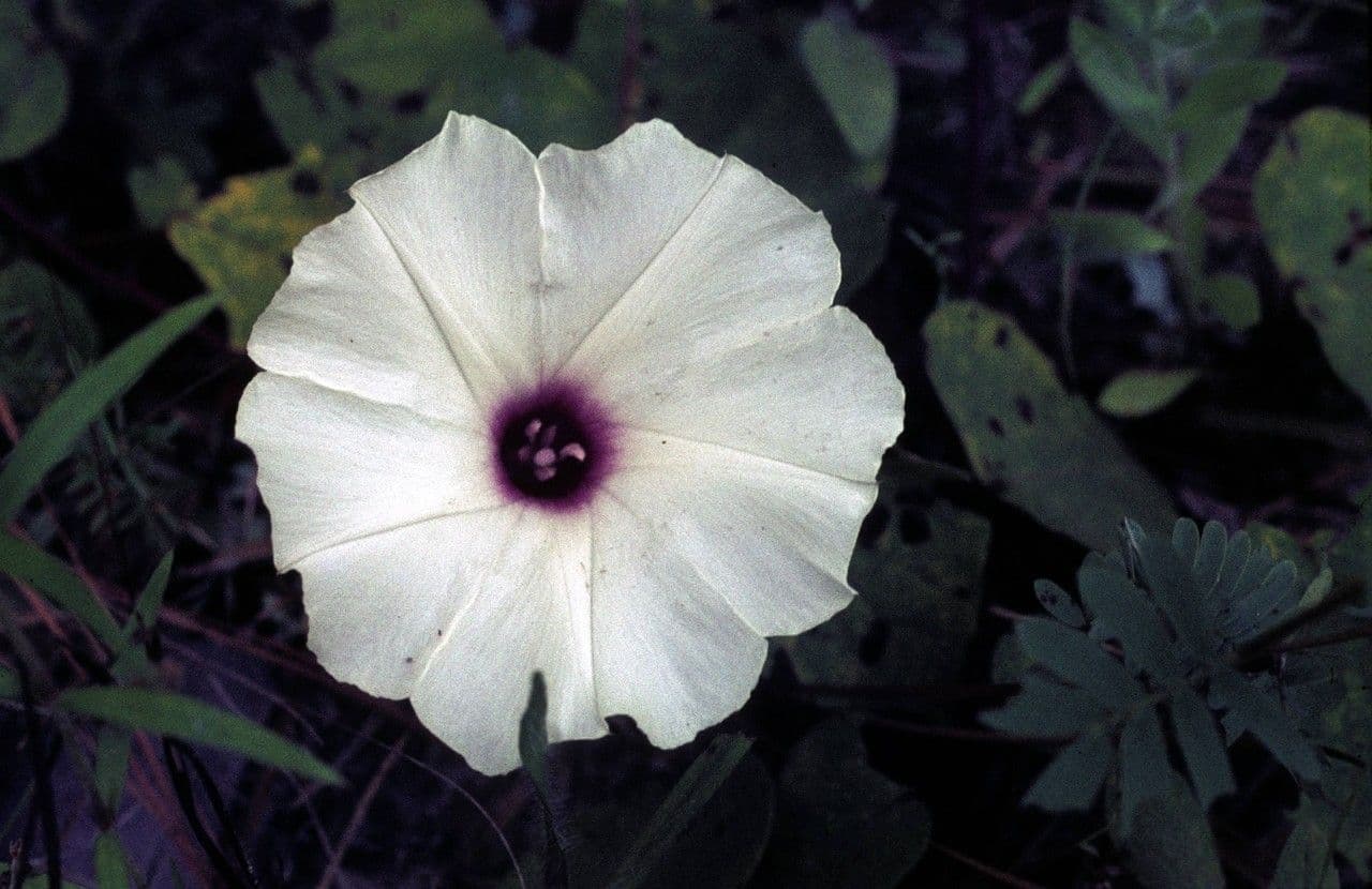 Ipomoea pandurata 2