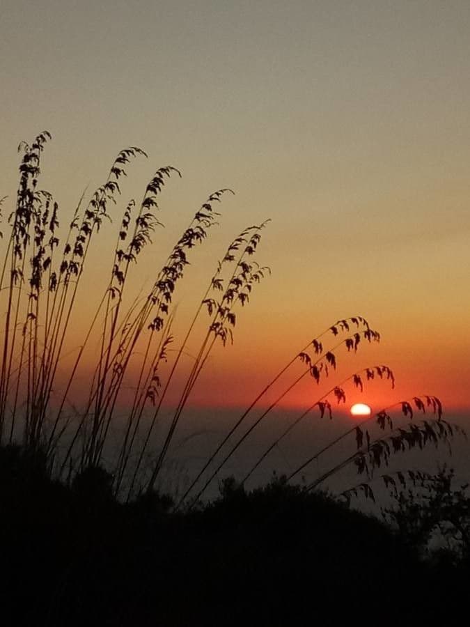 Avena marittima 9