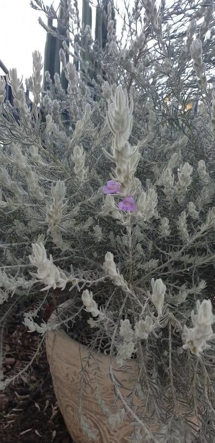 Eremophila 3