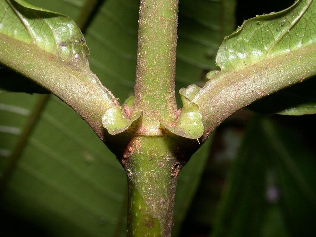 Miconia 14