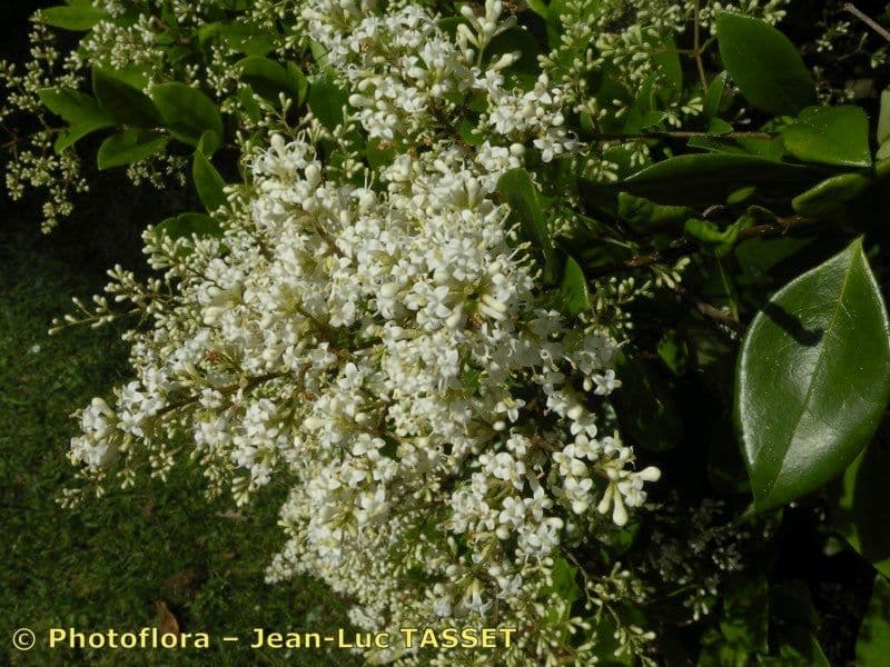 Ligustro giapponese 27