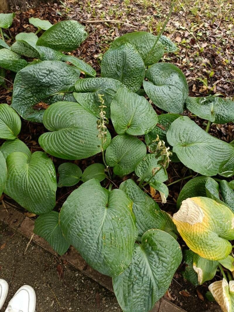 Hosta 16