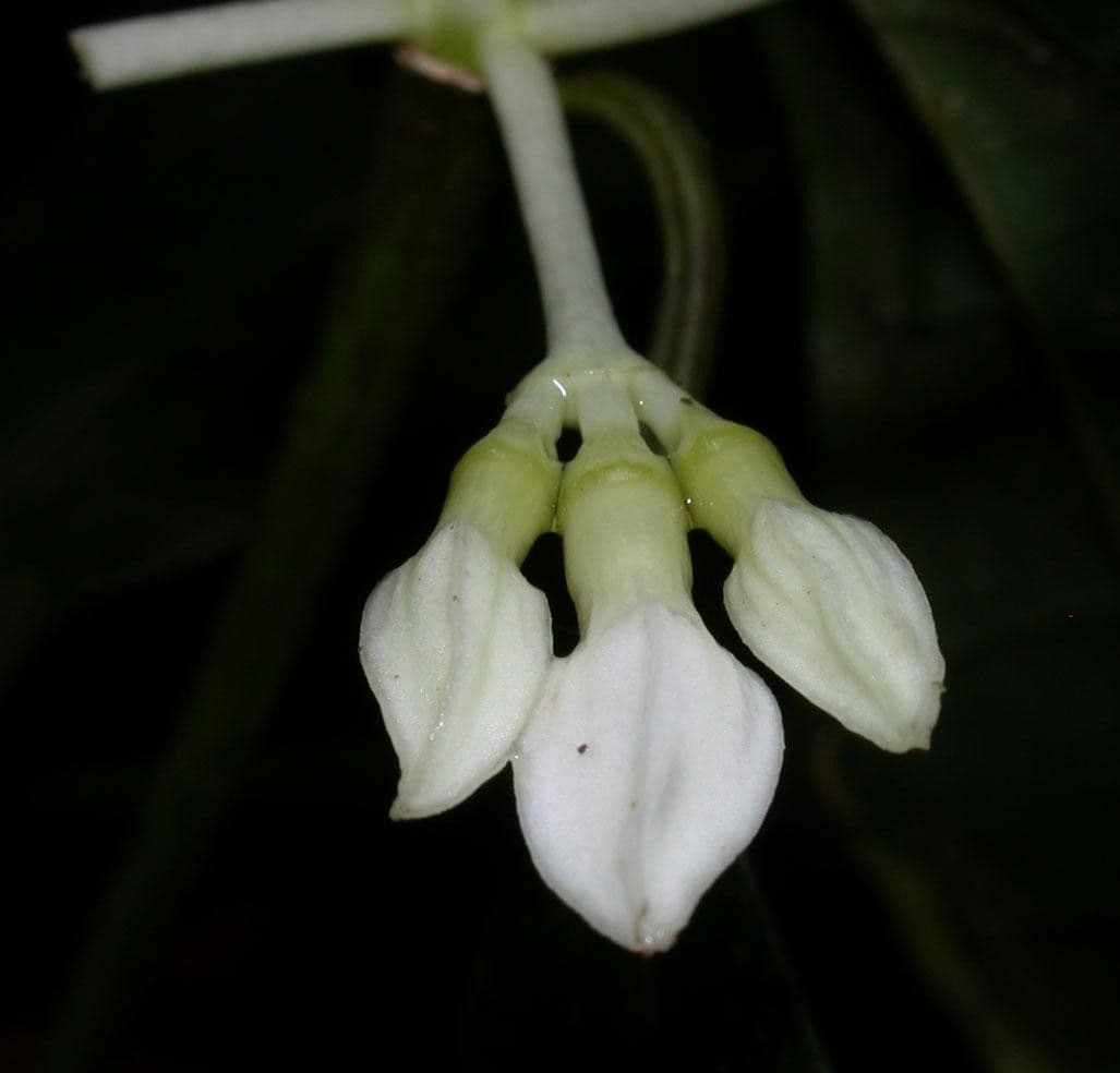 Faramea 4