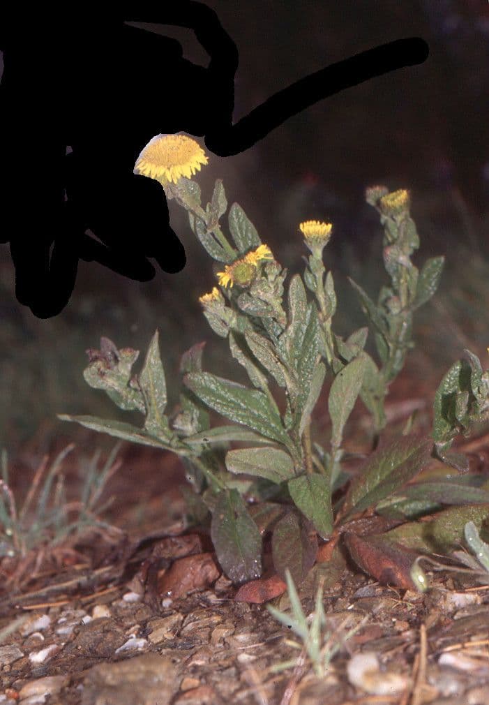 Pulicaria odora 10