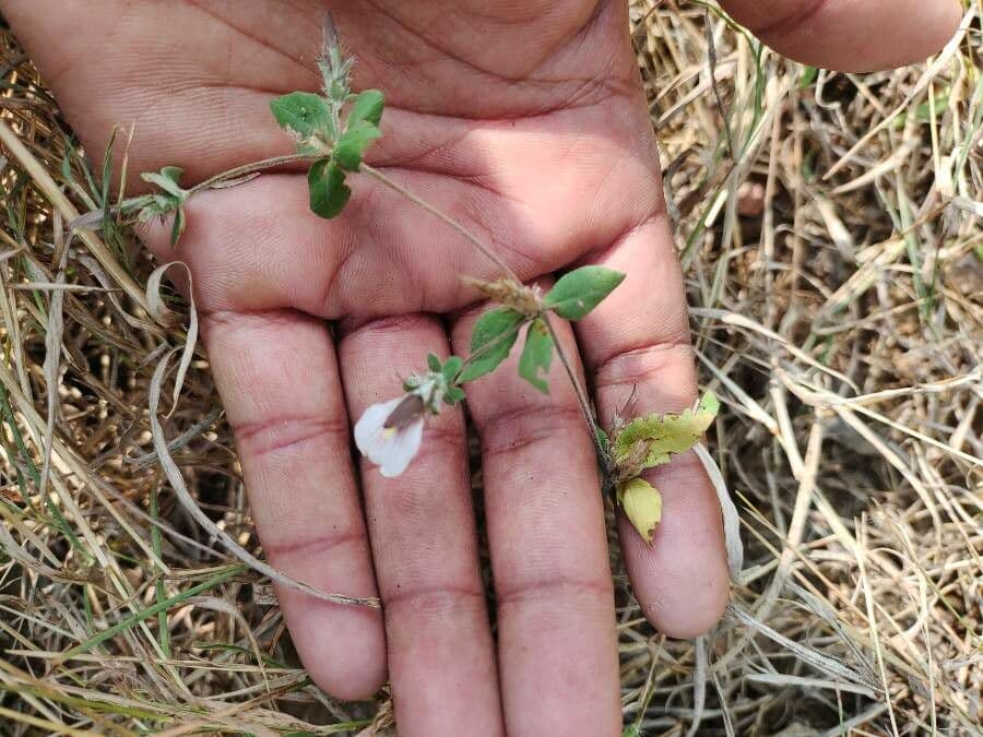 Blepharis maderaspatensis 9