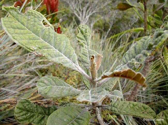 Pleurocalyptus 12