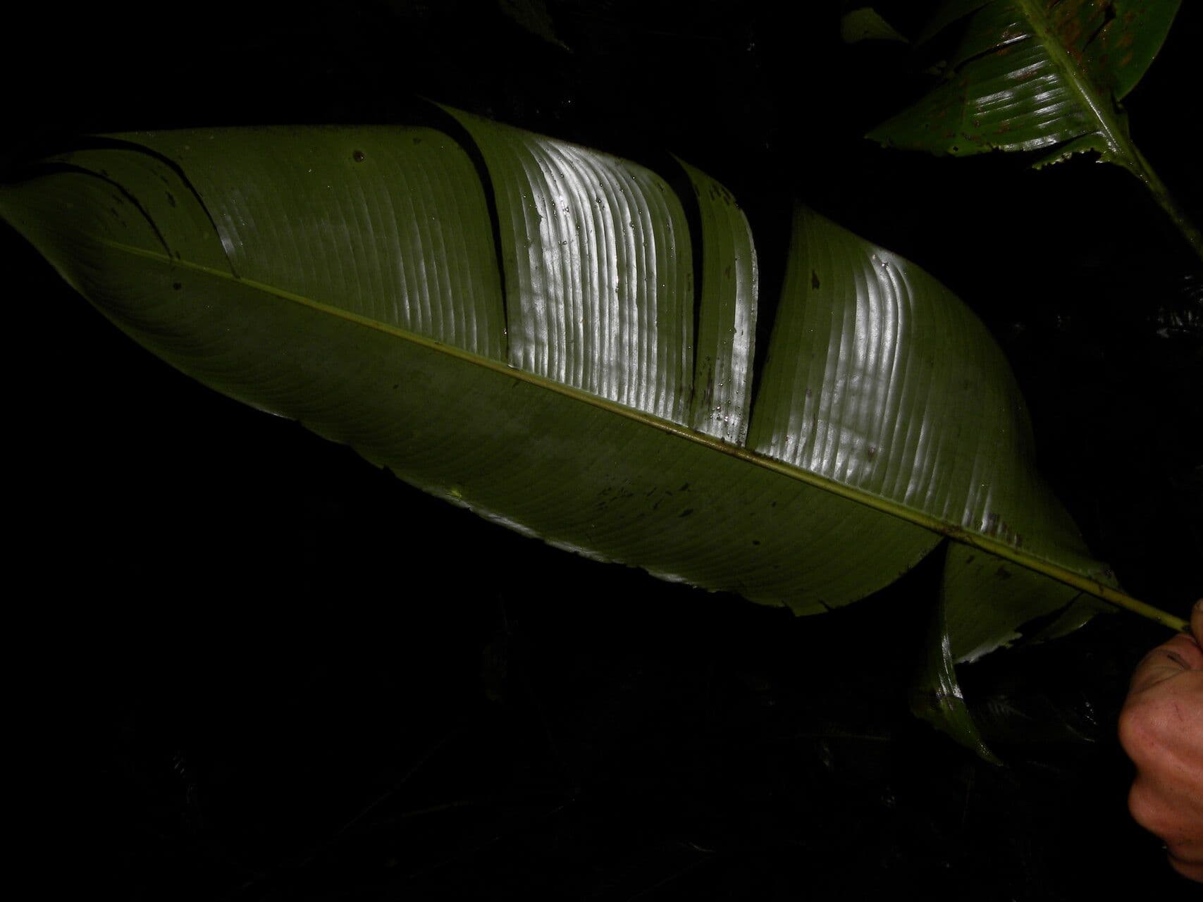 Plantain selvatico 9