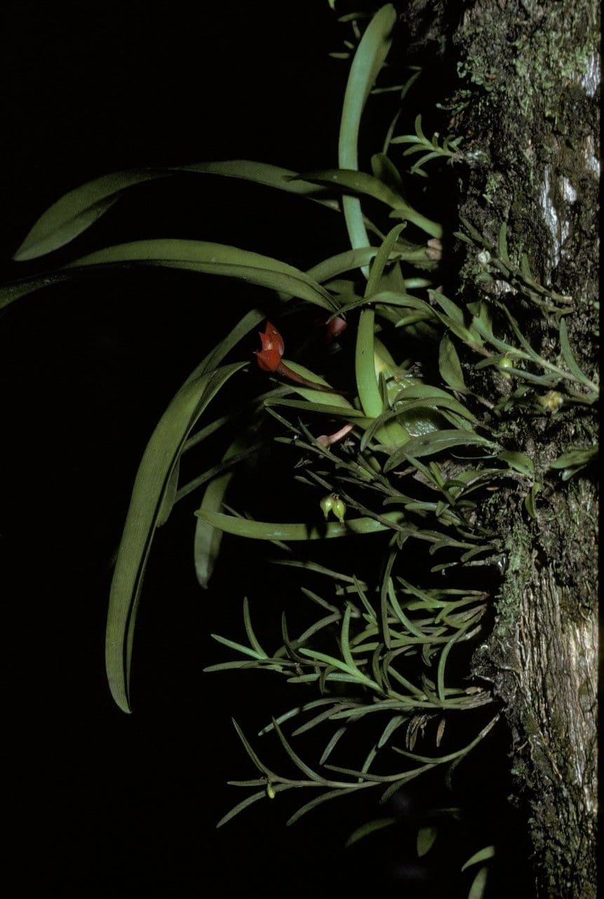 Orchidea fiamma