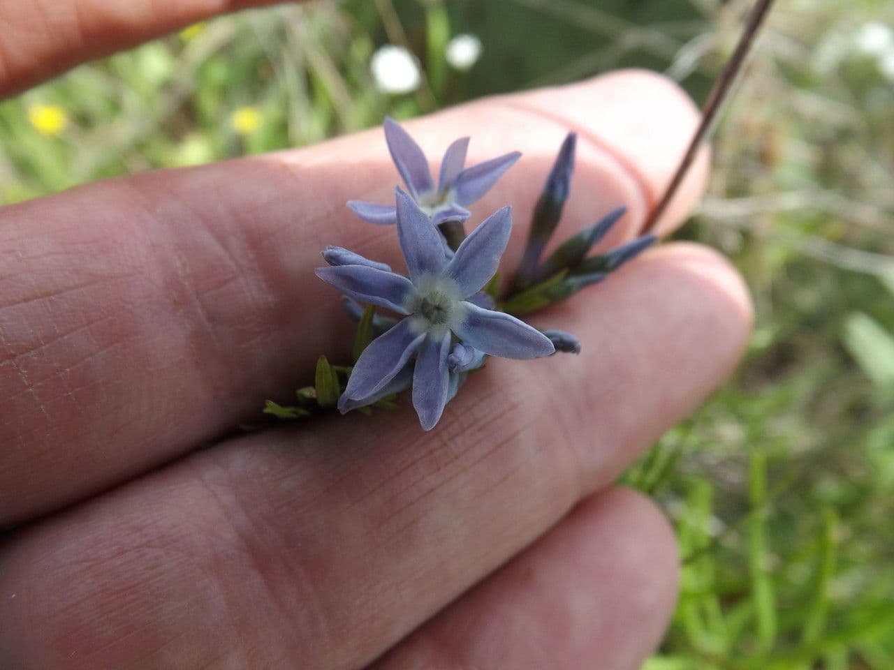 Amsonia cigliata 2