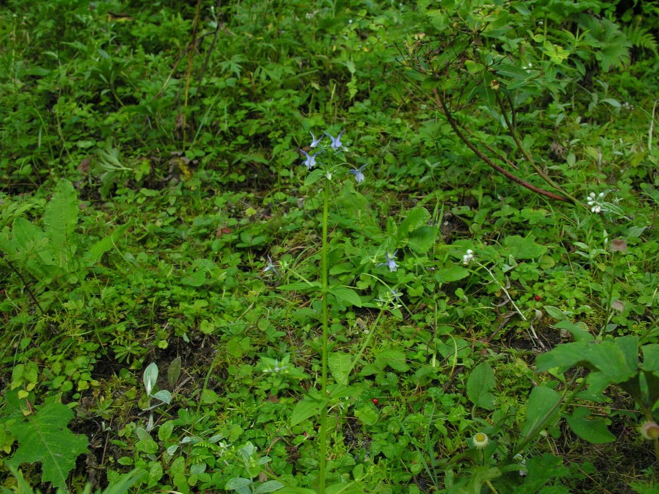 Halenia eliptická 6