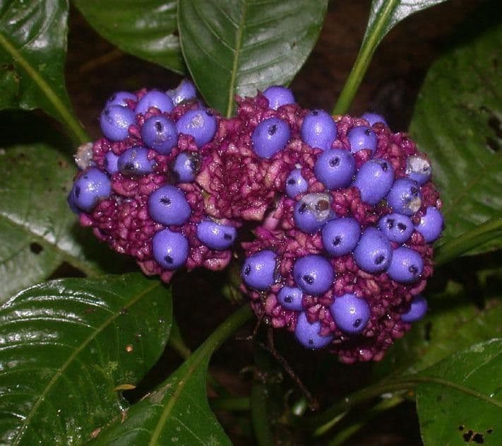 Palicourea 5