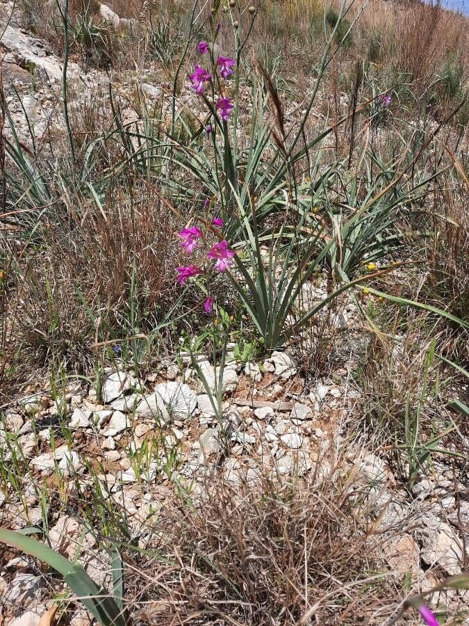 Illyrische Gladiole 8